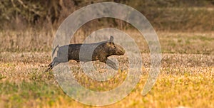 wild hogÃÂ (SusÃÂ Scrofa) akaÃÂ feral hog,ÃÂ swine,ÃÂ pig,ÃÂ boar,ÃÂ pigÃÂ or piney woods rooter.  Florida photo